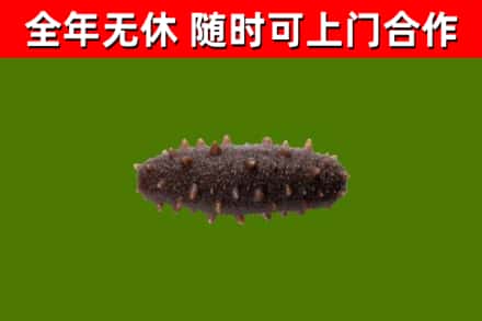 鄯善县烟酒回收干海参.jpg